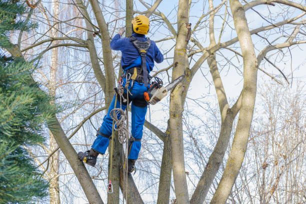 Best Pest Control for Lawns  in Ligonier, IN