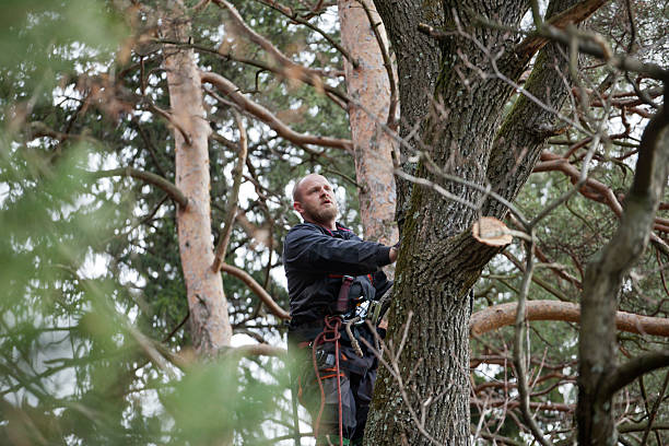 Trusted Ligonier, IN Tree Care Experts